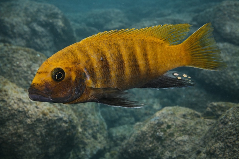 Maylandia sp. 'zebra gold' Sanga